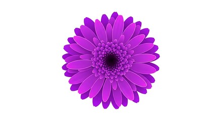 Vibrant Purple Gerbera Daisy Flower Isolated on White Background.