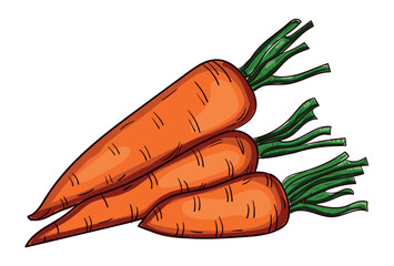 Realistic fresh carrot isolated on white background - Vector illustration