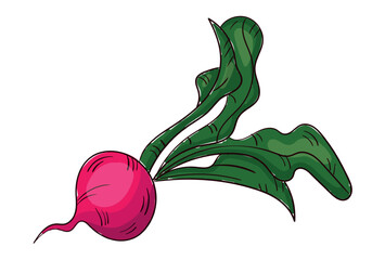 Realistic fresh radish on white background - Vector illustration