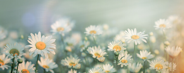 Daisy flowers in meadow, selective and soft focus on daisy flower, beautiful landscape