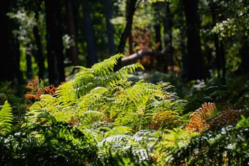 Fototapeta premium Diersfordter Wald Farnbild