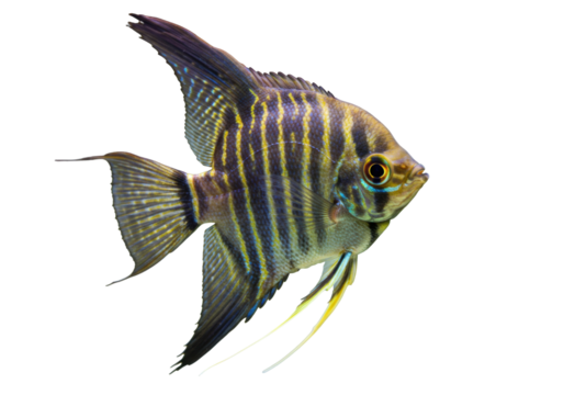 Isolated angelfish swimming with striped pattern and fins in water, aquatic tropical fish
