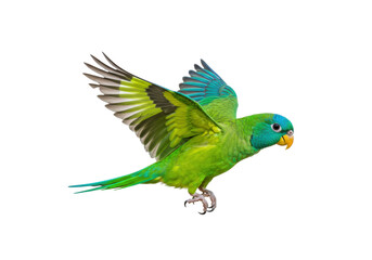 Isolated colorful parrot flying with outstretched wings, brilliant plumage beauty