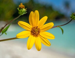 Bright yellow wildflower with beachy blur of sand and sea. Delicate petals surround a dark center