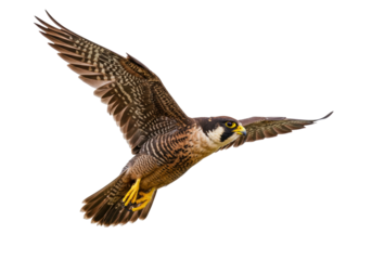 Isolated Peregrine Falcon in flight, wings spread, sharp focus, eye contact, predator, wildlife