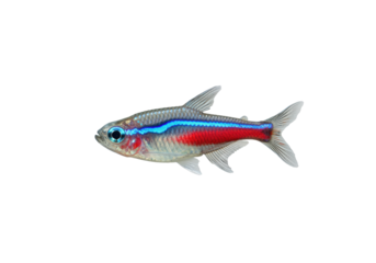 Isolated Neon Tetra Fish with Red and Blue Stripe Markings swimming in Aquarium Tank