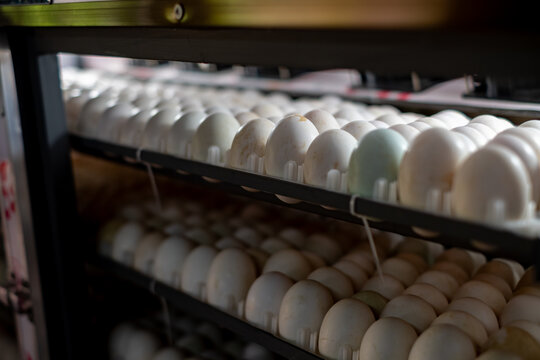 Close up of duck eggs in an incubator, arranged neatly on trays for hatching process. Concept of poultry farming, incubation technology, agriculture, and food production industry.