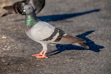 Close up of a pigeon standing on an asphalt road with bright sunlight highlighting its colorful feathers. Ideal for urban wildlife, city environment, freedom, and outdoor nature concepts.