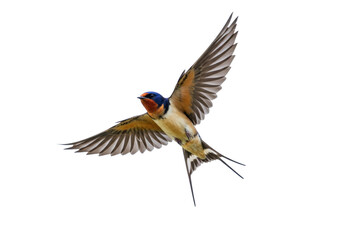 Isolated Barn Swallow in flight, a colorful bird in the air with distinctive tail feathers