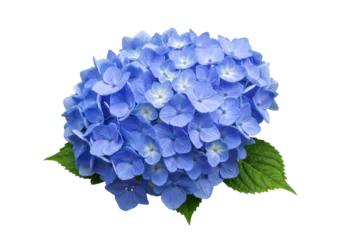 Fotobehang Hortensia Isolated hydrangea flower head, springtime bloom, colorful vibrant petals, floral botany  © Ophelia