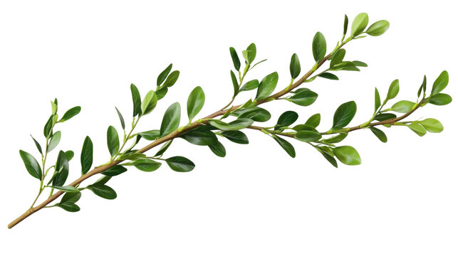 Green boxwood branch. isolated on transparent background.