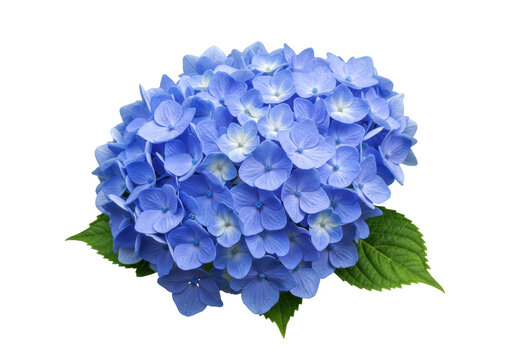 Isolated hydrangea flower head, springtime bloom, colorful vibrant petals, floral botany