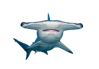 Isolated Great Hammerhead Shark swimming, a large shark found in oceans of tropical regions