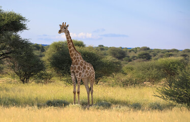 Beautiful portrait of a giraffe in natural habitat in front of green foliage. Close-up. Nature reserve in Botswana. Safari and game drive. Moremi National Park, Africa.