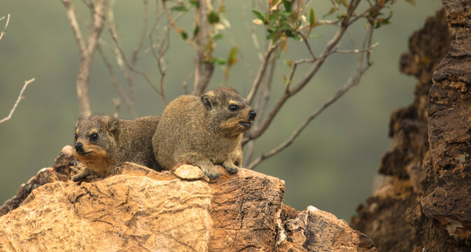 The rock hyrax also called dassie, Cape hyrax, rock rabbit, and coney, is a medium-sized terrestrial mammal native to Africa and the Middle East. Rock hyraxes are superb climbers.