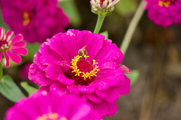 pink and yellow flower