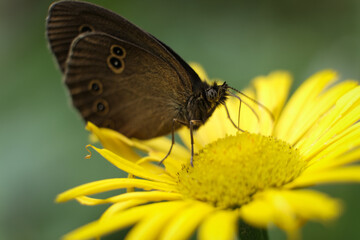 Macro image of a brown butterfly with distinctive eye spots feeding on a vibrant yellow wildflower. Captured in natural daylight with soft focus and rich green background, perfect for nature