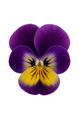 Pansy Flower High quality Realistic image.