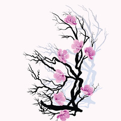 branch of cherry blossom