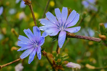 Two purple flowers with raindrops on a blurred field of flowers in the background. Belgium