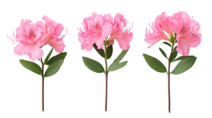 Three delicate pink azalea flowers with green leaves isolated on transparent background
