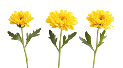 Three yellow chrysanthemum flowers with green stems and leaves isolated on transparent background