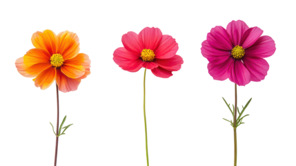 Three colorful cosmos flowers on thin stems isolated on transparent background