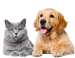 British Shorthair Cat Sitting Beside Golden Retriever Puppy &ndash; Cute Pet Friendship PNG