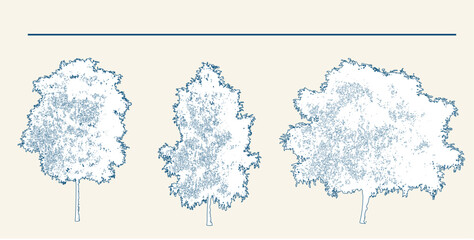 Fototapeta premium Elegant vector drawing of betula pendula trees, beautifully detailed botanical illustration for nature lovers, serene natural elements for sophisticated designs, classic forest trees