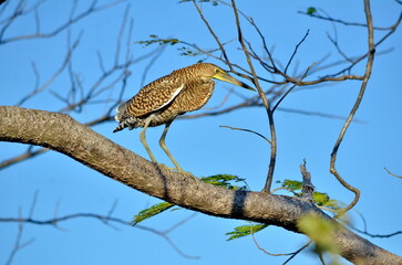 Bare-throated Tiger-Heron in Palo Verde National Park, Costa Rica