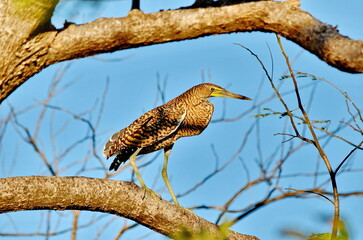 Bare-throated Tiger-Heron in Palo Verde National Park, Costa Rica