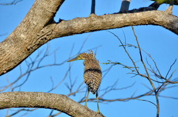 Bare-throated Tiger-Heron in Palo Verde National Park, Costa Rica