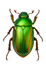 Jewel Scarab Macro High quality Realistic image.