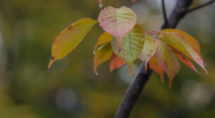Obraz premium minimalist image of red autumn leaves. Background image