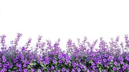 Fototapeta premium Vibrant Purple Flowers Border on White Background for Floral Design