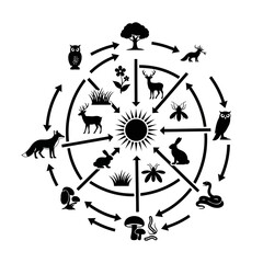 Black and white circular illustration depicting a food web with various animals, plants, and sun in the center