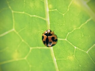Macro of the seven-spotted beetle (Coccinella septempunctata) on the leaf