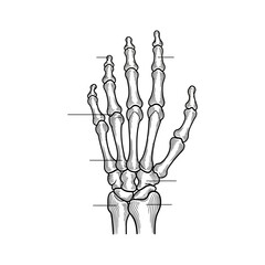 Detailed anatomical illustration of a human hand skeleton showcasing bone structure and joints