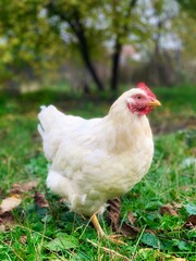A free-ran ge chicken walking on a farm surrounded by green grass. Rural area, organic farming, natural poultry production, eco-friendly egg farming.