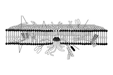 Detailed illustration of a cell membrane structure showcasing various proteins and molecules involved in cellular processes
