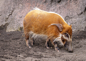 Red river hog (Potamochoerus porcus) © Kathy Huddle 