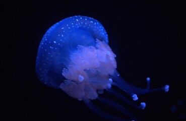 Obraz premium jelly fish in aquarium
