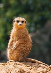Meerkat (Suricata suricatta)