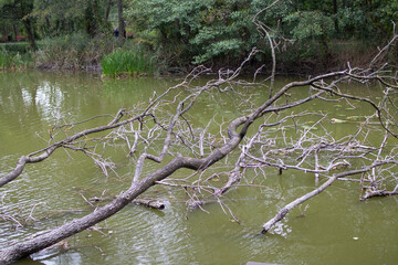 Tree branches extend over a calm green pond in a serene natural setting 