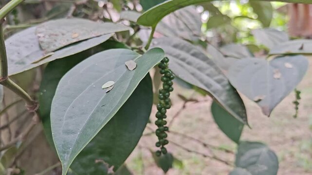 Fresh pepper on the tree