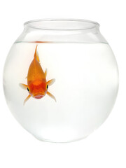 One bright orange goldfish swimming in a clear round bowl of water isolated on transparent background