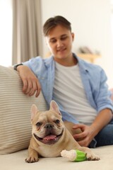 Cute French bulldog with toy and his owner on sofa at home, selective focus