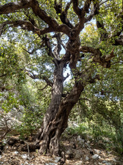Big tree near Cala Luna in Sardinia island