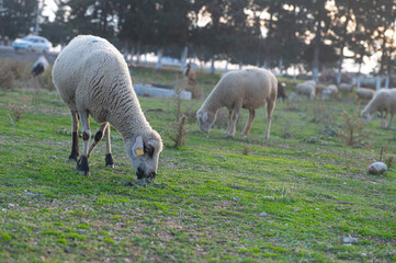 Naklejka premium A grazing sheep. A sheep with an ear tag is eating grass on a sloping green pasture. The rest of the flock is in the background.