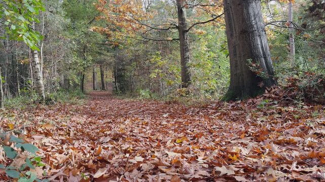 Leaf-covered path in a colorful autumn forest. Scenic nature shot with camera lifting upward to reveal tall trees and seasonal foliage.